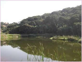 Natural Zimbali habitat