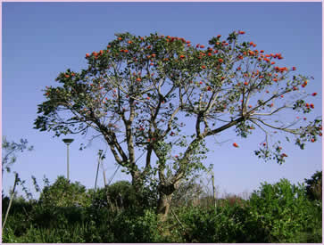 Beautiful Acaciawood Tree in the backyard of the Zimbali Holiday Home's Acaciawood villa