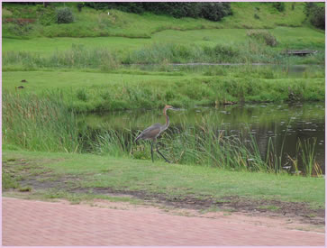 There are a variety of different bird types in the Zimbali Coastal Resort