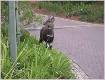 Buck are a common siting from the Zimbali Holiday Home, and throughout the Zimbali estate
